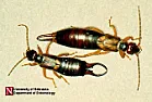 What is this bug with tailhooks  |  I've been going au naturel so far this summer. That is, no screens in the...