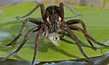 How do spiders get into bathtubs?  (2024 Update) |  Flies land on dogshit, then regurgitate it on food,spreading diseases.Spiders...