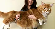 Fussy cat  | &laquo; previous thread