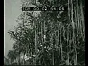 home grown spaghetti  |  Anyone ever grow their own spaghetti? http://www.youtube.com/watch?v=27ugSKW4-QQ...