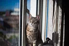 Motion of a cat  | next thread &raquo;