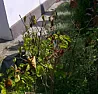 lilac problem - leaves drop off  |  hallo, my lilac is about 4 years old, had 4 super scented flowers in spring.now...