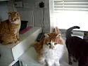 What's wrong with the cat?  |  Finally, we have no cats. It was natural wastage that did it. No cats were...