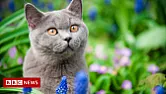 Cat abuse  | next thread &raquo;