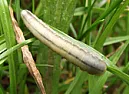 Grass eating caterpillar  | &laquo; previous thread