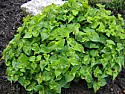 Plant identification  |  Hi,Can anyone please tell me what plant this is. Regards.++|Filename:...