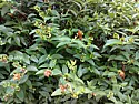 do you know this shrub?  |  HelloI have seen this shrub in numerous locations all over London but have asyet...