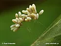 Strange Fungal Growth?  | next thread &raquo;