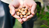 Hazelnuts in the South |  Hi!! I live in Arkansas where the weather is pretty hot in the summer. We also...