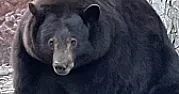 Hank the Tank, a 500-Pound Bear, Ransacks a California Community |  Hank the Tank, a 500-Pound Bear, Ransacks a California Community By Alyssa...