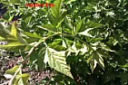 Name the plants please.  |  Hi there. I need help identifying these plants please. Number Threeimage, I...