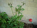 Is this a weed?  |  Is this a weed?++|Filename: DSC00968.jpg||Download:...