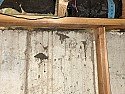 Brown sand coming out basement wall