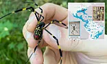 Joro Spider  |  I think I may have seen one last summer in NJ already.  It was a very large,...