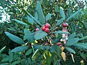 trees for the backyard |  Right, and less rain than other nearby areas (the usual climate zonesare just...