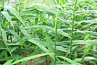Zingiber Officinale Seeds (Ginger)  |  Actually, I didn't read it very closely.  Much of the hits I got refer to...