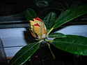 rhodie worries  |  Hi, I'm new to this forum and new to gardening. We've inherited a rhodie...