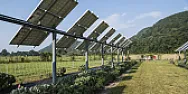 OT? - Crops under solar panels  | next thread &raquo;