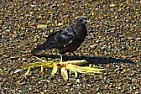will birds eat old corn-on-the-cob.  |  I release trapped skunks back into the yard.  It is said they will not  spray if...