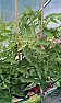 tomato plant problem |  Hi,I hope someone here might be able to help me with a problem I have withmy...