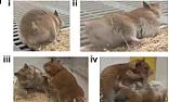 OT.  Grouchy Hamsters |  Scientists thought they knew how make hamsters friendlier.  The opposite...