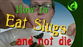 Stopping slugs. | next thread &raquo;