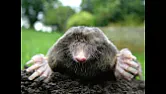 Actual moles, not mole grips |  I have a mole digging up the lawn. I thought he might go away in the  warmer...