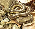 Found a snake in the garden, does anyone know what type? |  How to find out if he's poisonous?Well, if you get really sick when he bites...