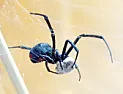 This is a serious debatable question about Black Widow spiders  |  I wanted to thank all of you for your input.  Knowing I still havemore than two...