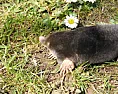 Moles! | &laquo; previous thread