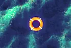 Report Rings Alarm of Plummeting Plankton Population, Threatening Ocean Life and Beyond |  Report Rings Alarm of Plummeting Plankton Population, Threatening Ocean Life and...