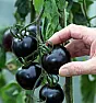 Tomatoes - breaking my oath  |  Search for sharp acid tomatoes ended in Canadian site ***** "Tatiana's...