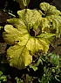sick zuke question |  Hi All,I decided to grow four zukes this year.  One of themlooks pretty sick and...