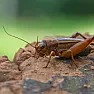 How to get rid of camel crickets? | next thread &raquo;