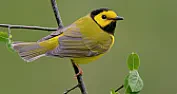bird watching - what is this?  |  I started trying to take pics of some of the wildlife in my garden.This guy hung...