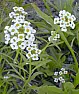 Let's Play "Name That Wildflower!" | &laquo; previous thread