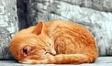 Rat & mice poison |  In alt.home.repair, on Fri, 16 Sep 2022 15:12:11 +0930, andrew   ...
