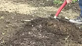 Garlic Yield |  ...    i don't think that should be that much of a problem really as if you...