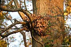 Squirrels got my Xmas Lights | next thread &raquo;