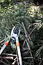 What is the proper way to prune a young pine tree? |  Hi All,  I have read if you do not prune a pine tree properly, the you allow...