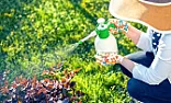 Dead group?  If not, a question... Homemade bird repellant | &laquo; previous thread