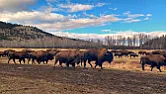 OT.   Cattle Drive | &laquo; previous thread