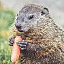 Groundhog day is disappointing | next thread &raquo;