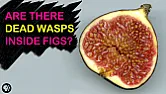 you will never buy another fig newton | &laquo; previous thread
