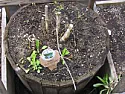 Potted perennial problems |  They were outside in their pots.  I could bring them inside if that would help...