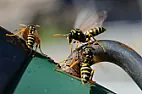 Red jackets in my gas grill  |  Had not heard of this wasp and see it can sting and nests may have a lot  of...
