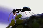 Ants ! |  If the ants are moving in random directions, and not moving with their normal...