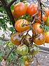 Tomato plant issues |  Hi all  I was given half a dozen tomato plants in small pots. I have repotted...
