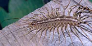 HOUSE CENTIPEDE (Scutigera coleoptrata)  | &laquo; previous thread