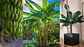 Which kitchen fruits & vegetables can you grow from the pits or seeds? |  micky    snipped-for-privacy@fmguy.com wrote in news:  ...